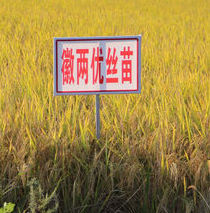 徽两优丝苗