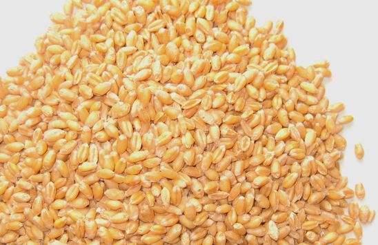 扬麦23小麦品质