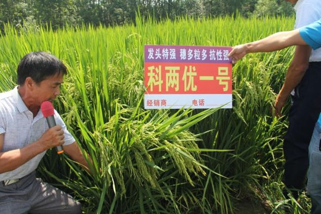 科两优1号穗形及分蘖