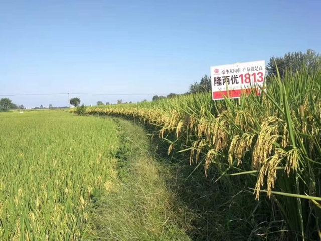 隆两优1813