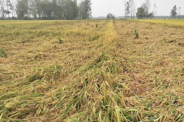 很多水稻品种出现倒伏