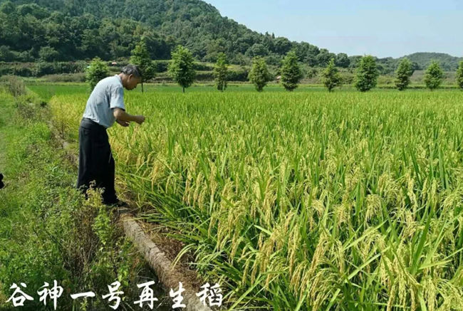 谷神一号再生稻大田表现