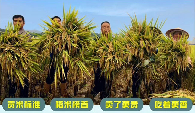 又香优龙丝苗穗型