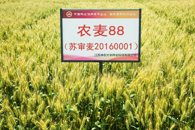 农麦88