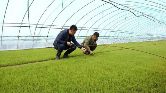 水稻封闭除草