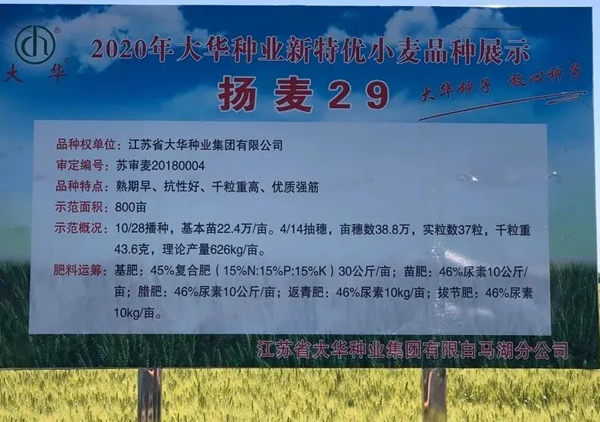 扬麦29白马湖繁殖基地