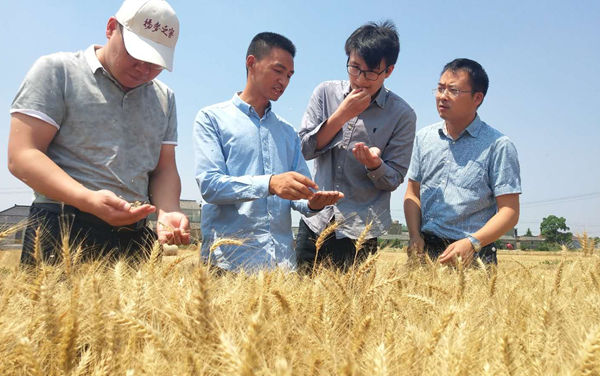 专家在麦田里检验小麦品质