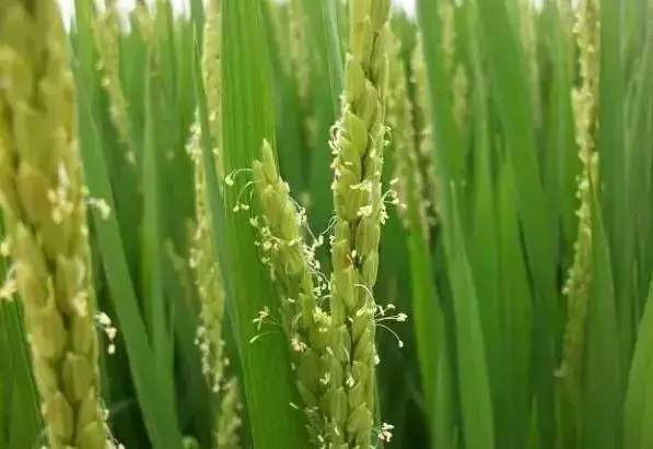 水稻抽穗扬花期