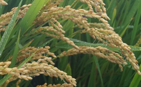 2016年粳稻出现大面积穗发芽