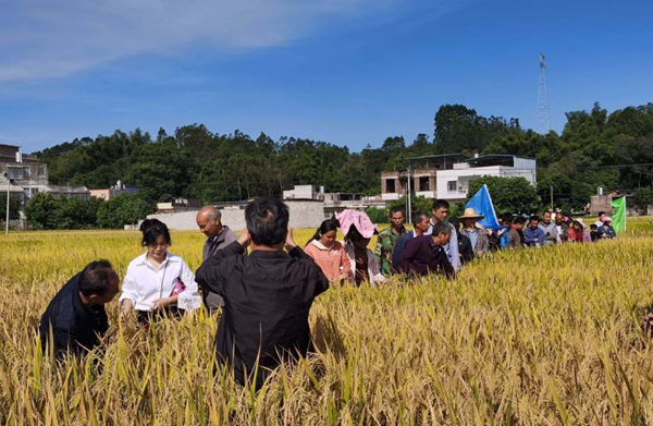 种植大户观察Y两优911田间表现