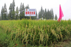 2021年种什么水稻品种好？