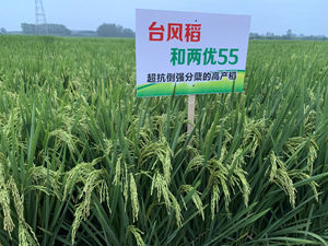 和两优55