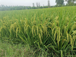 2021年最火的水稻品种-鑫丝苗2号千亩连片种植测产记