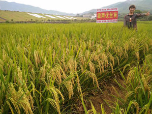 2021年水稻种子主推品种：徽两优丝苗