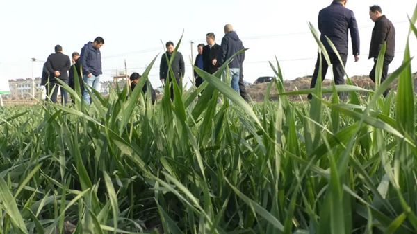 农科院专家考察小麦品种