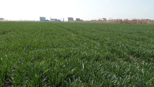 小麦品种田间长势