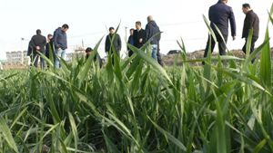 扬麦25为何能够成为多地主栽品种？